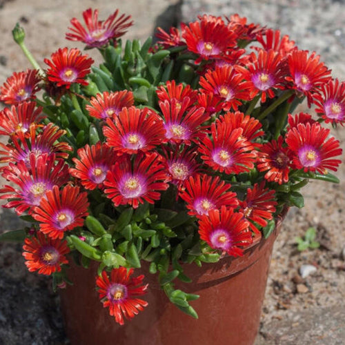 Délvirág, kristályvirág (Delosperma 'Sundella Red')
