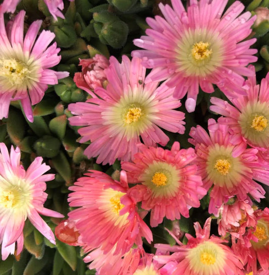 Délvirág (Delosperma sutherlandii 'Peach Star')