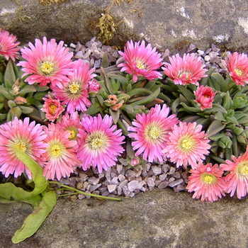 Délvirág (Delosperma sutherlandii 'Peach Star')