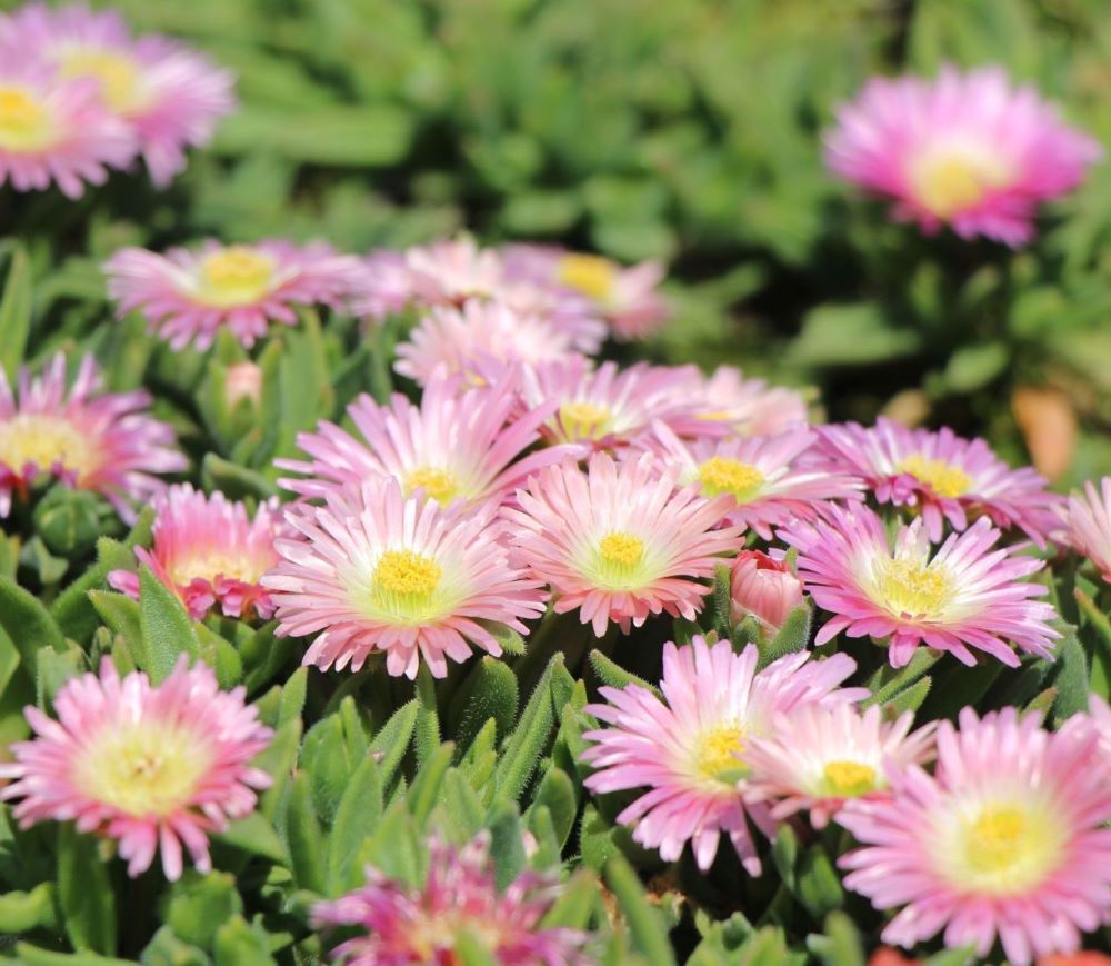 Délvirág (Delosperma sutherlandii 'Peach Star')