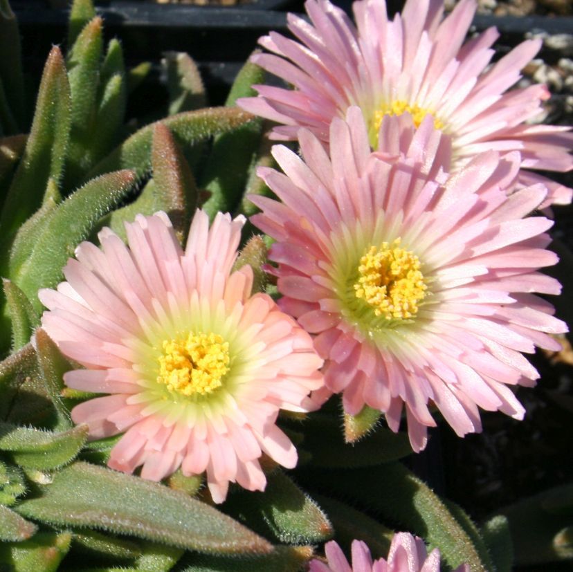 Délvirág (Delosperma sutherlandii 'Peach Star')