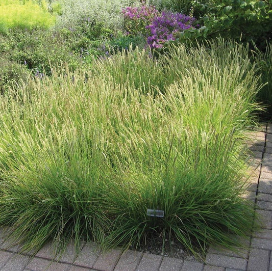 Gyepes sédbúza (Deschampsia cespitosa 'Palava')