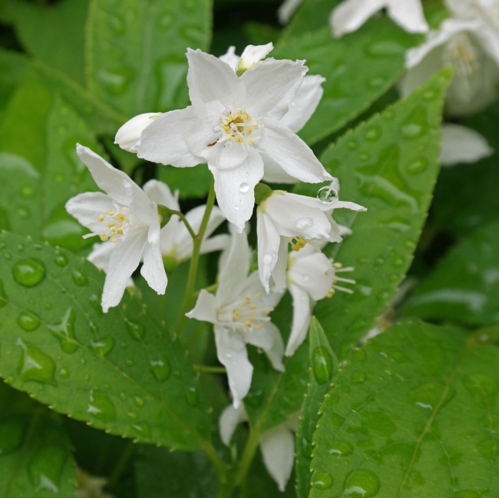 Karcsú gyöngyvirágcserje (Deutzia gracilis)