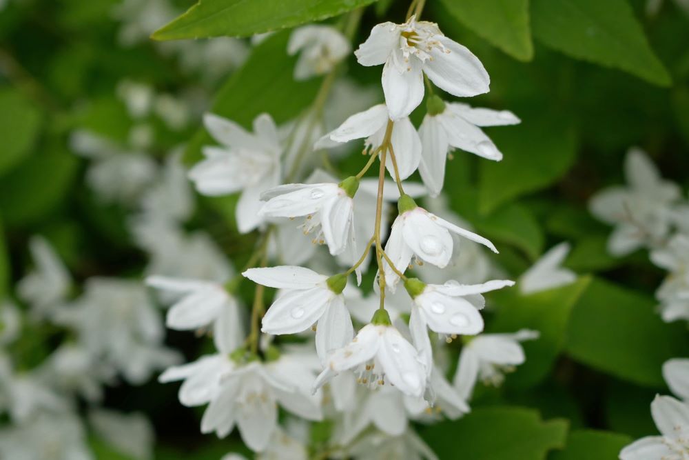 Karcsú gyöngyvirágcserje (Deutzia gracilis)