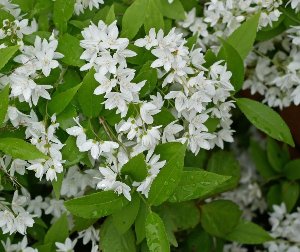 Karcsú gyöngyvirágcserje (Deutzia gracilis)