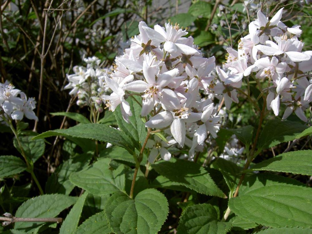 Karcsú gyöngyvirágcserje (Deutzia gracilis)