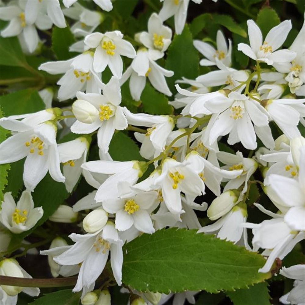 Karcsú gyöngyvirágcserje (Deutzia gracilis 'Nikko')