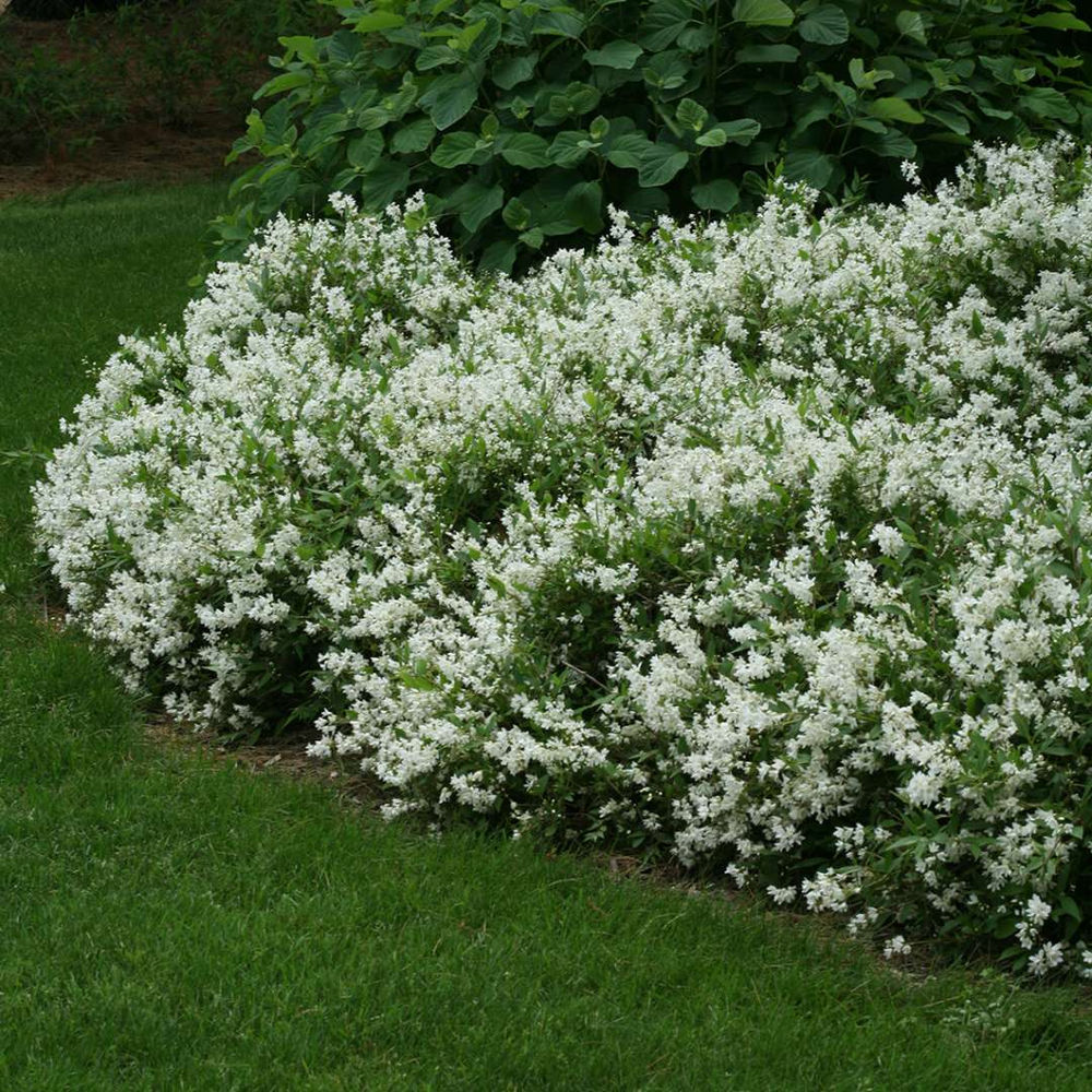 Karcsú gyöngyvirágcserje (Deutzia gracilis 'Nikko')