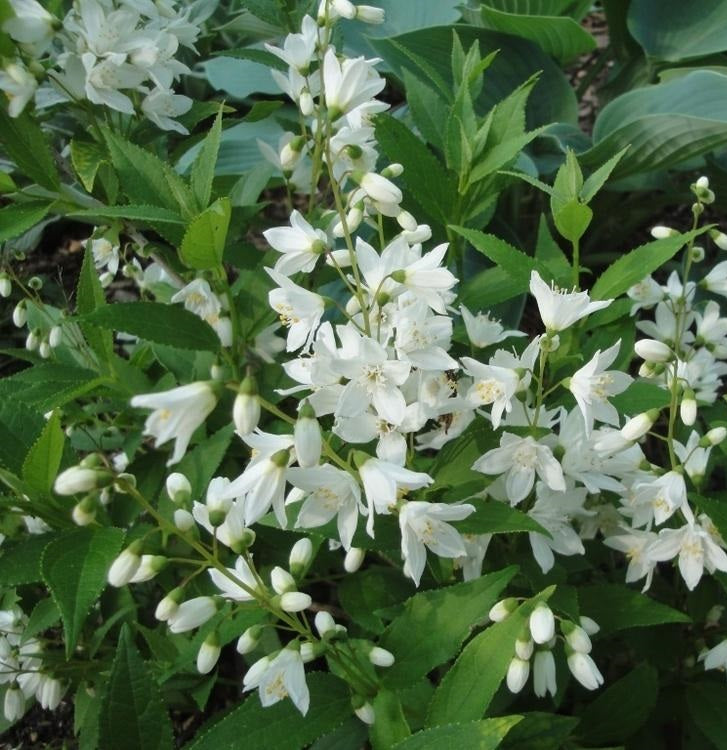 Karcsú gyöngyvirágcserje (Deutzia gracilis 'Nikko')