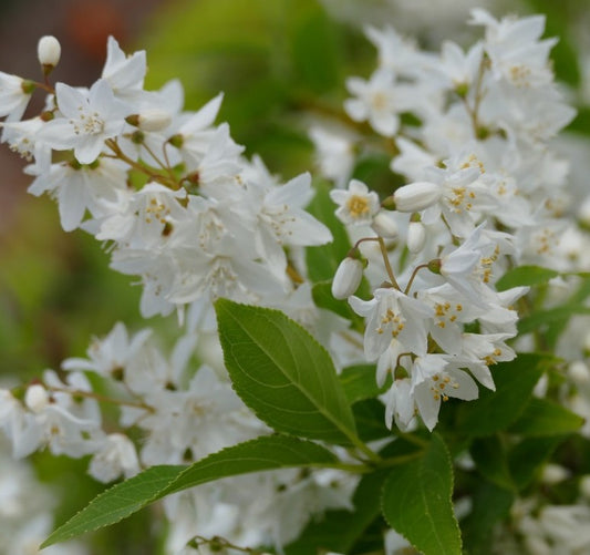 Karcsú gyöngyvirágcserje (Deutzia gracilis 'Nikko')