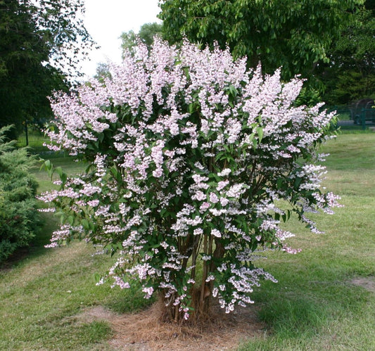 Teltvirágú gyöngyvirágcserje (Deutzia scabra 'Plena')