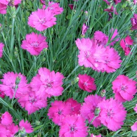 Pünkösdi szegfű (Dianthus gratianopolitanus 'Amarant')