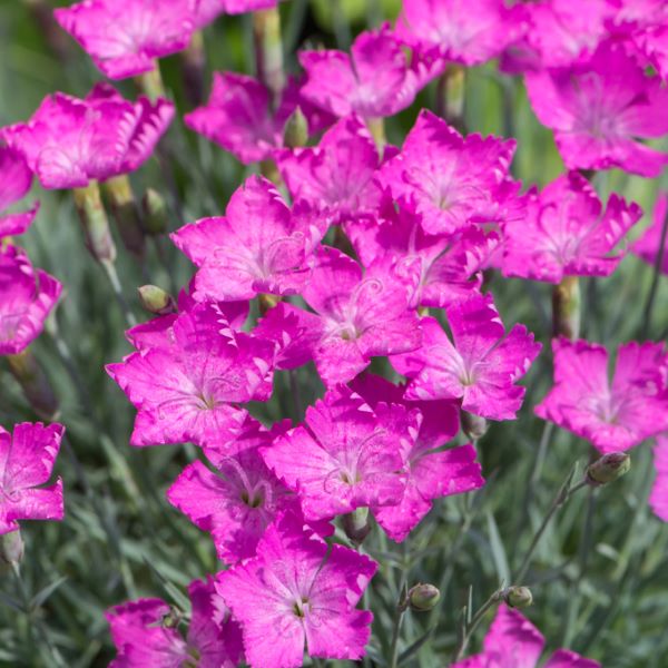 Pünkösdi szegfű (Dianthus gratianopolitanus 'Amarant')