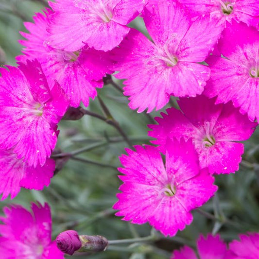 Pünkösdi szegfű (Dianthus gratianopolitanus 'Amarant')