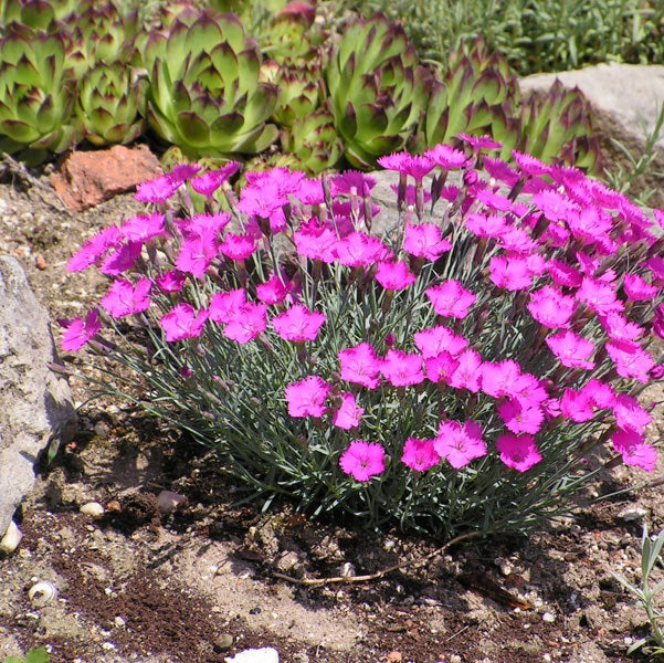 Pünkösdi szegfű (Dianthus gratianopolitanus 'Amarant')