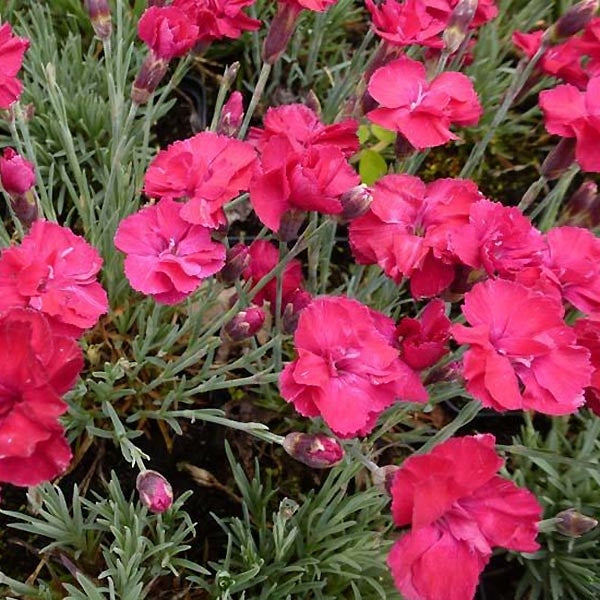 Pünkösdi szegfű (Dianthus gratianopolitanus 'Bombardier')