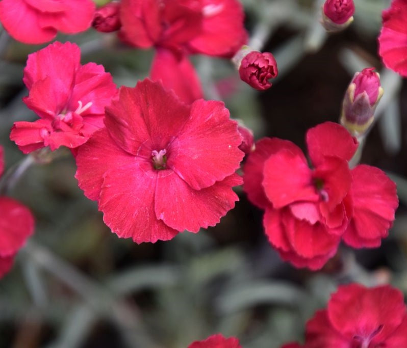 Pünkösdi szegfű (Dianthus gratianopolitanus 'Bombardier')