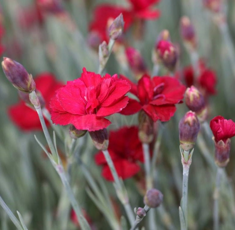 Pünkösdi szegfű (Dianthus gratianopolitanus 'Bombardier')