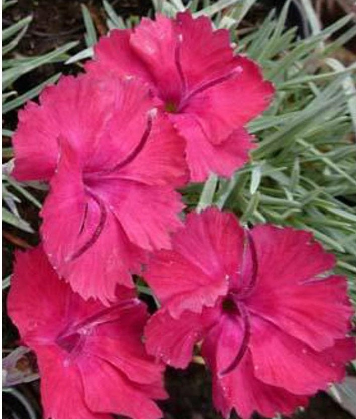 Pünkösdi szegfű (Dianthus gratianopolitanus 'Bombardier')