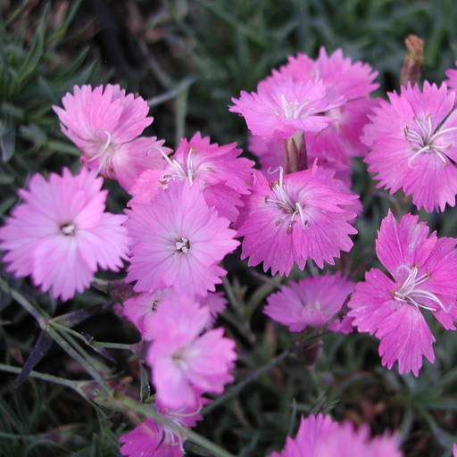 Pünkösdi szegfű (Dianthus gratianopolitanus 'Eydangeri')