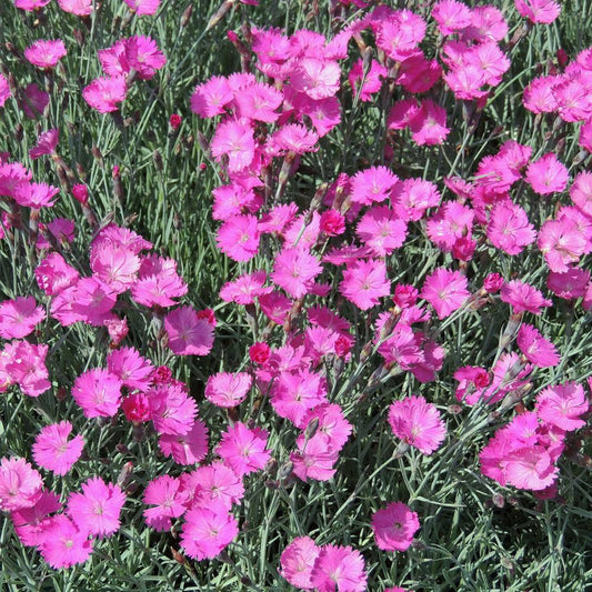 Pünkösdi szegfű (Dianthus gratianopolitanus 'Feuerhexe')