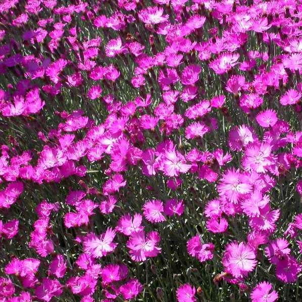 Pünkösdi szegfű (Dianthus gratianopolitanus 'Feuerhexe')