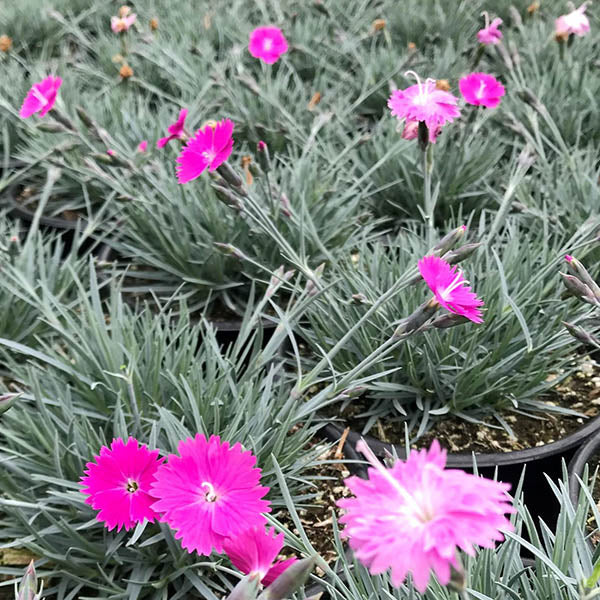 Pünkösdi szegfű (Dianthus gratianopolitanus 'Feuerhexe')