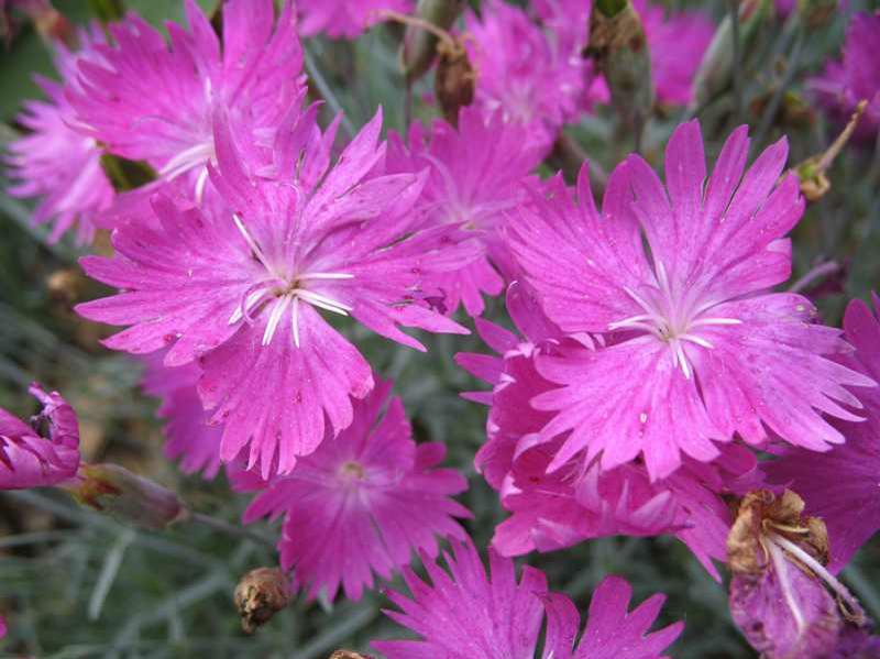 Pünkösdi szegfű (Dianthus gratianopolitanus 'Feuerhexe')