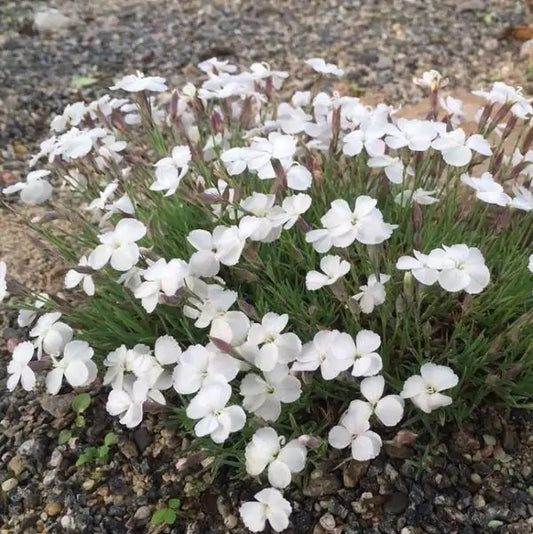 Pünkösdi szegfű (Dianthus gratianopolitanus 'La Bourboule White')