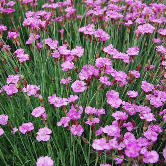 Pünkösdi szegfű (Dianthus gratianopolitanus 'Pink Jewel')