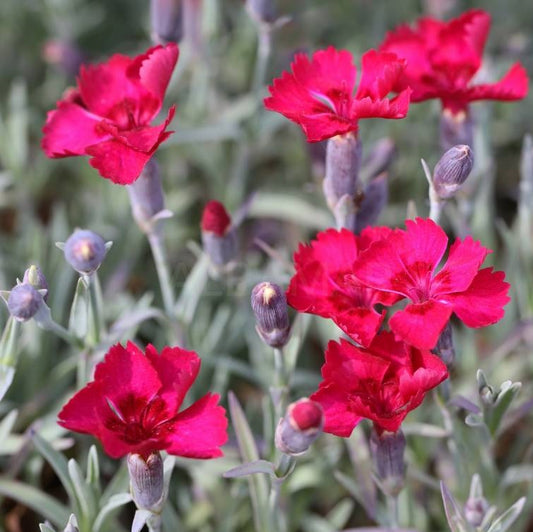 Pünkösdi szegfű (Dianthus gratianopolitanus 'Rubin')