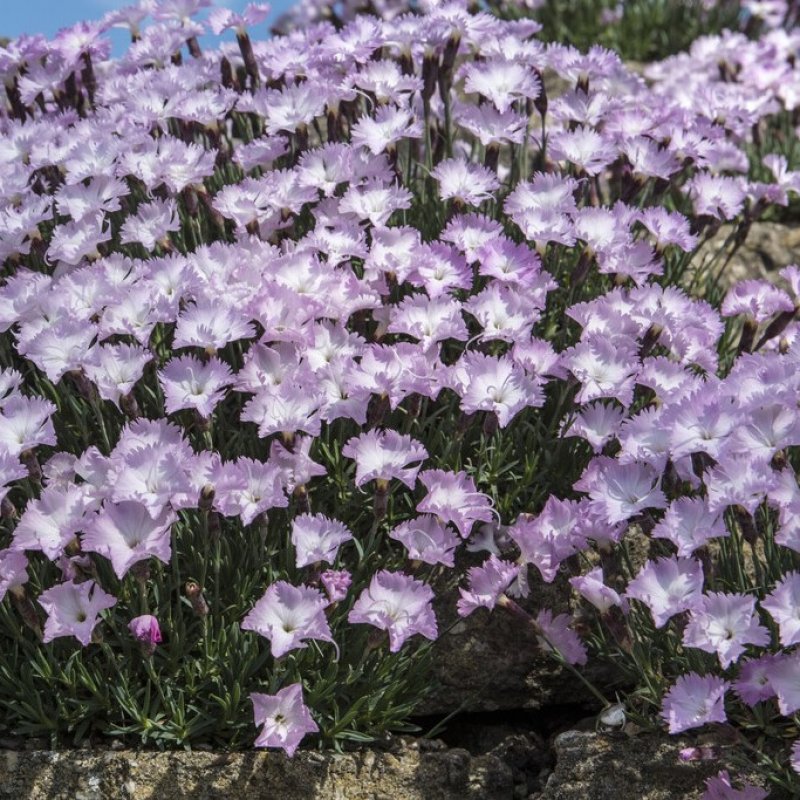 Pünkösdi szegfű (Dianthus gratianopolitanus 'Whatfield Wisp')