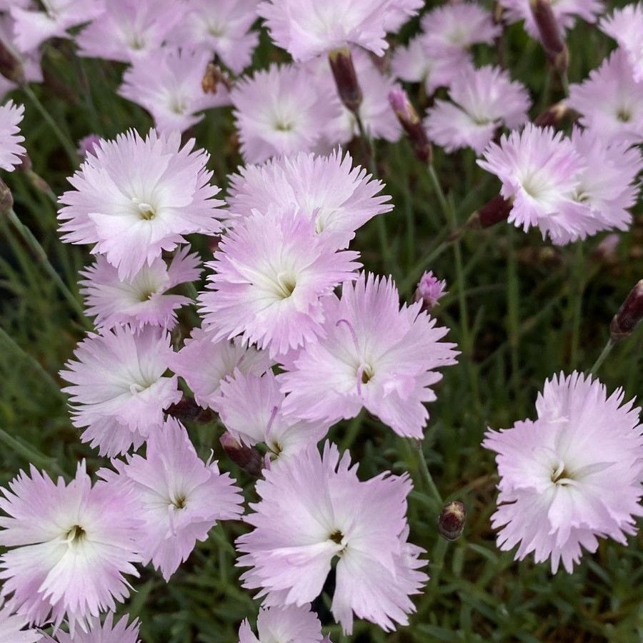 Pünkösdi szegfű (Dianthus gratianopolitanus 'Whatfield Wisp')