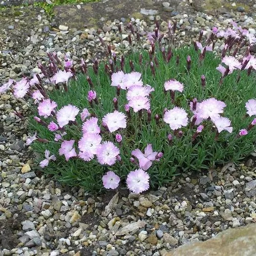 Pünkösdi szegfű (Dianthus gratianopolitanus 'Whatfield Wisp')