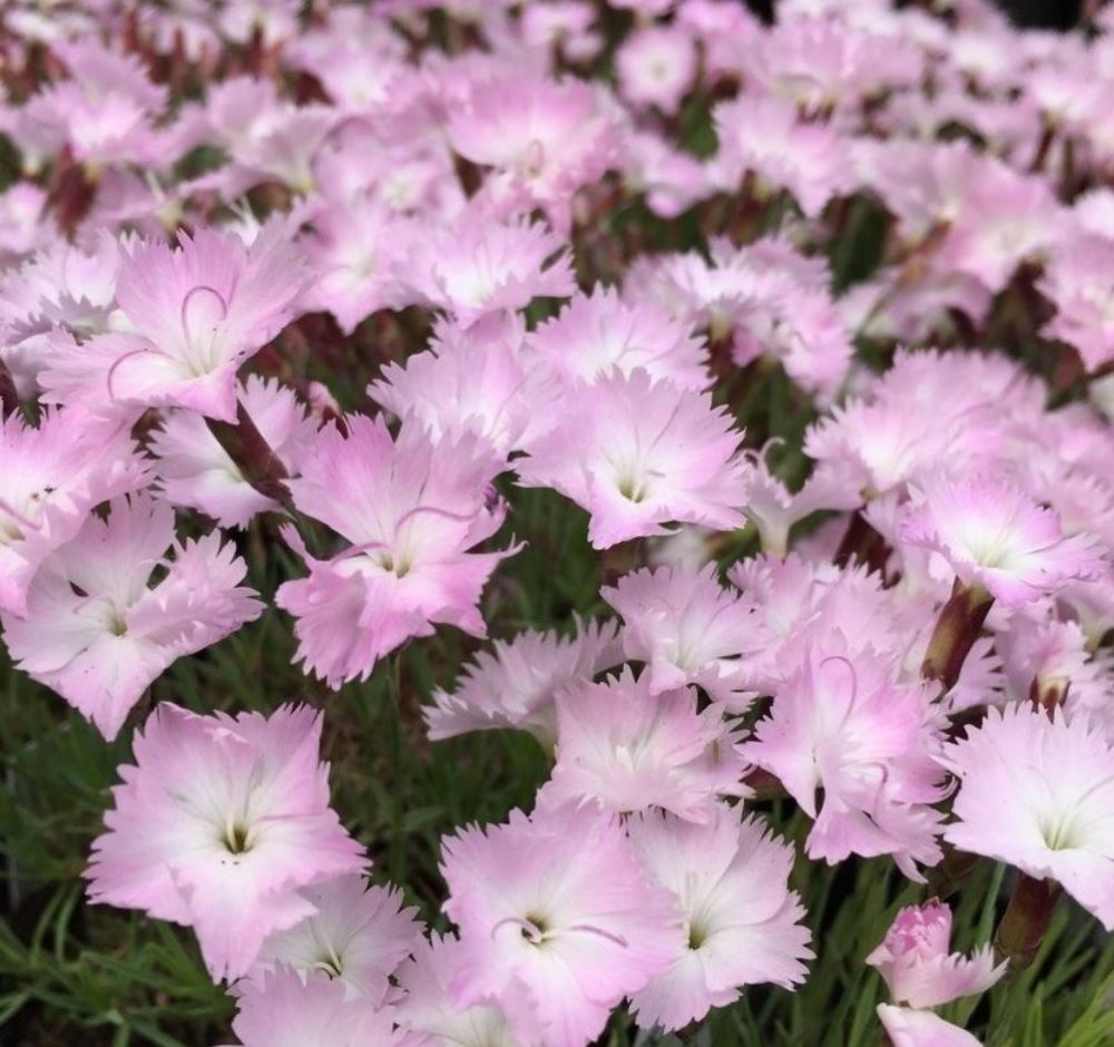 Pünkösdi szegfű (Dianthus gratianopolitanus 'Whatfield Wisp')