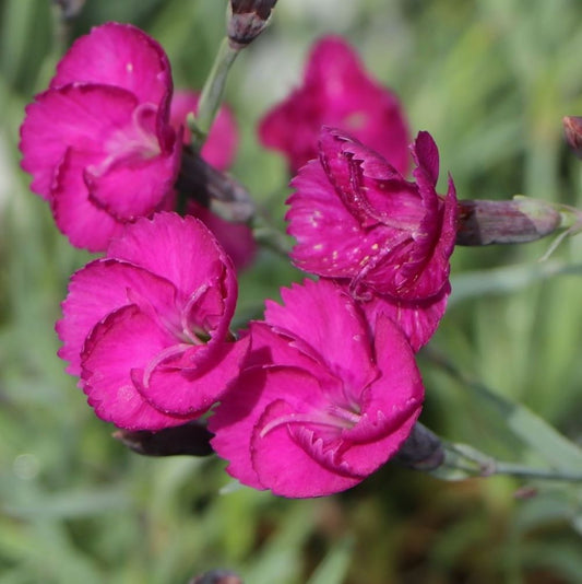 Tollas szegfű (Dianthus plumarius 'Warden Hybrid')