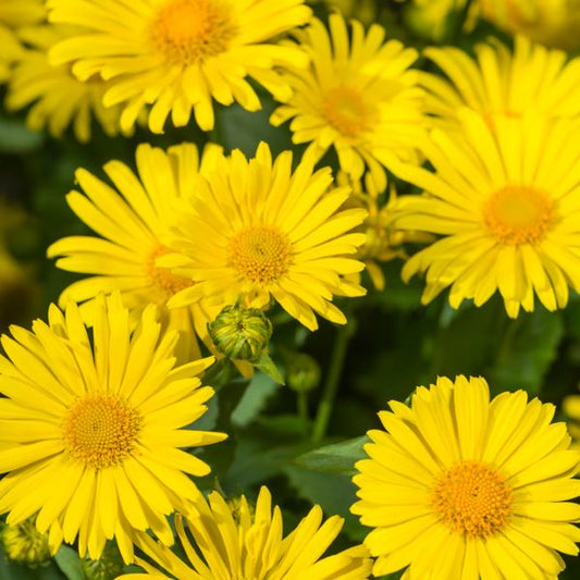 Kaukázusi zergevirág (Doronicum orientale 'Leonardo Compact')