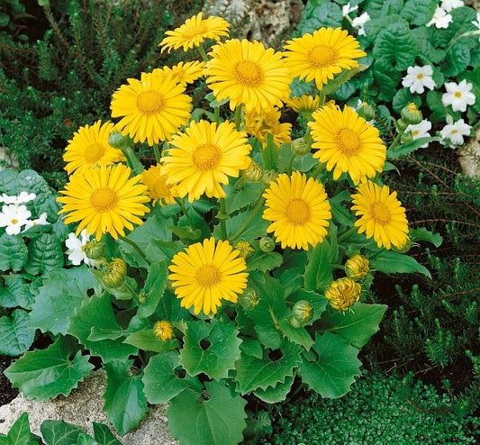 Kaukázusi zergevirág (Doronicum orientale 'Little Leo')