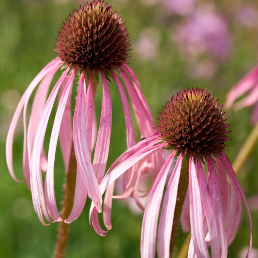 Halvány kasvirág (Echinacea pallida)