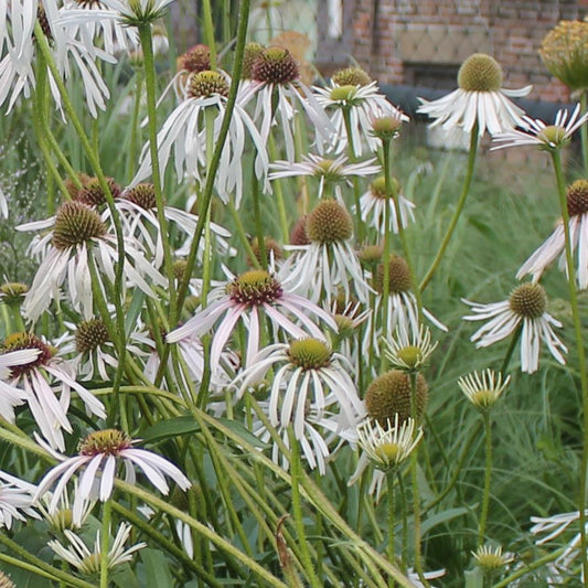Halvány kasvirág (Echinacea pallida 'Hula Dancer')