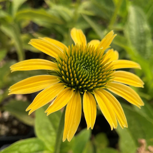Bíbor kasvirág (Echinacea purpurea 'Mellow Yellow')
