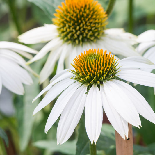 Bíbor kasvirág (Echinacea purpurea 'Prairie Splendor Compact White')