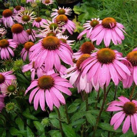 Bíbor kasvirág (Echinacea purpurea 'Rubinstern')