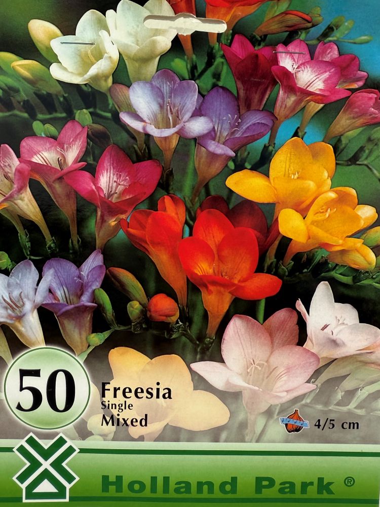 Egyszerű virágú frézia, színkeverék, 50 db (Freesia)