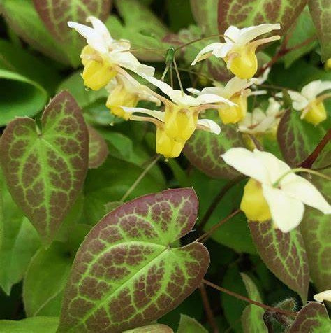 Tündérvirág (Epimedium x versicolor 'Sulphureum')