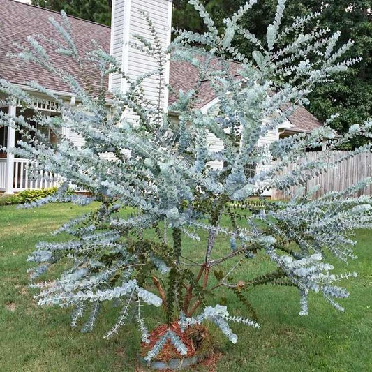 Nagylevelű havasi eukaliptusz (Eucalyptus gunnii 'Silver Dollar')