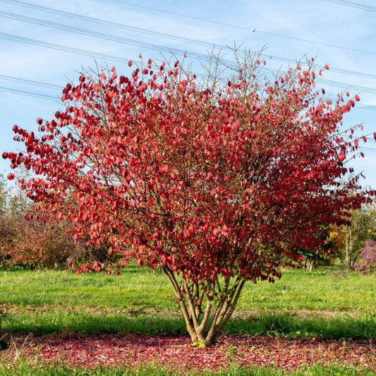 Szárnyas kecskerágó (Euonymus alatus 'Compactus')