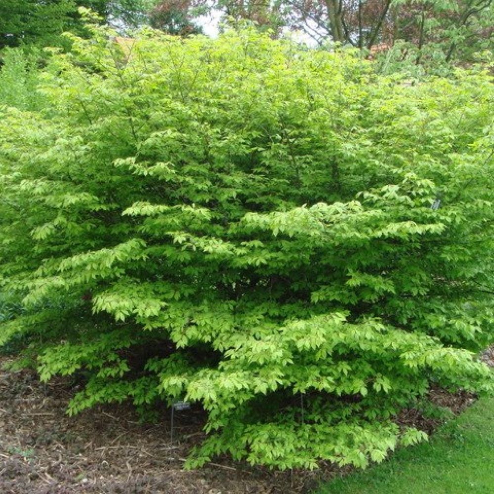 Szárnyas kecskerágó (Euonymus alatus 'Compactus')