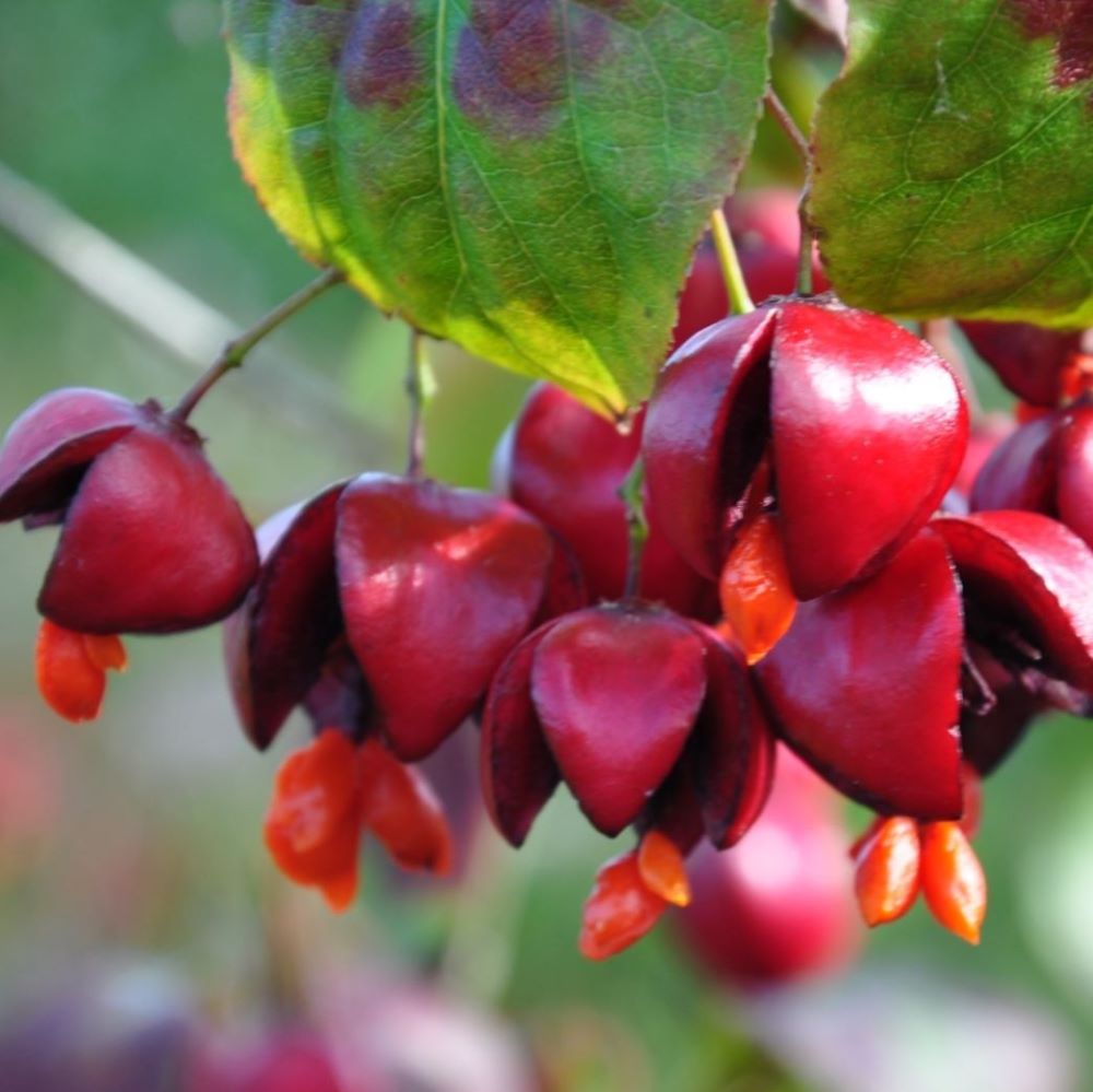 Szárnyas kecskerágó (Euonymus alatus 'Compactus')