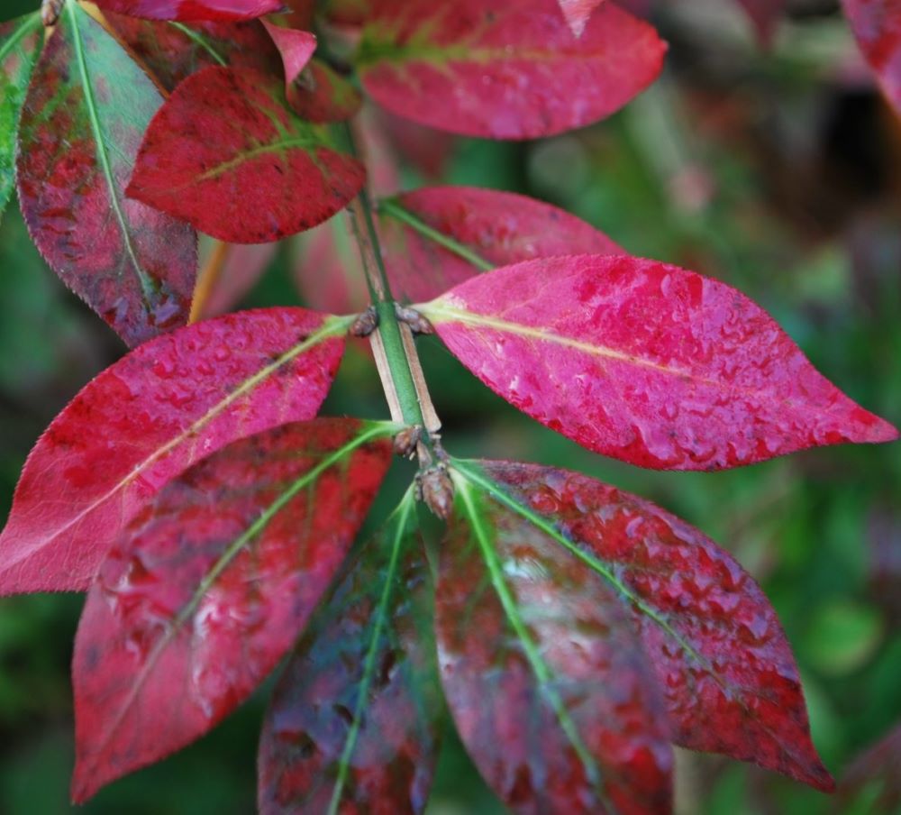 Szárnyas kecskerágó (Euonymus alatus 'Compactus')